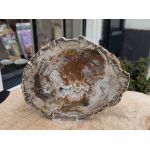Versteend hout schijf extra kwaliteit