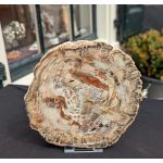 Versteend hout schijf extra kwaliteit