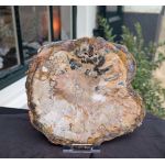 Versteend hout schijf extra kwaliteit