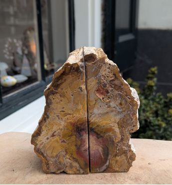 Prachtige Boekensteun versteend hout large