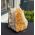Citrien  cluster staand