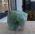 Groene Calsiet ruw