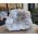 Speciale Super ruwe en 'sneeuw' witte Marokkaanse Bergkristal Geode  !