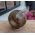 Super kwaliteit Carneool bol 70 mm