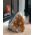 Citrien  cluster staand