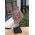 Prachtige Roze Amethist sculpture large extra kwaliteit op standaard