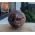 Super  kwaliteit  Bol versteend hout large