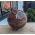 Super  kwaliteit  Bol versteend hout large
