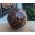 Super  kwaliteit  Bol versteend hout large