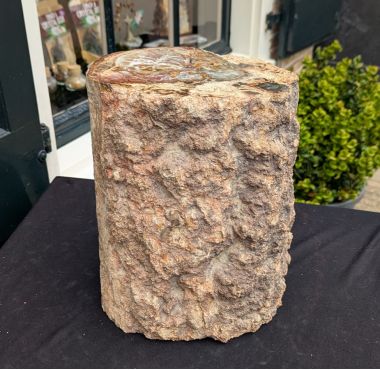 Super ruwe Versteend hout boomstam XL