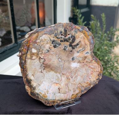 Versteend hout schijf extra kwaliteit