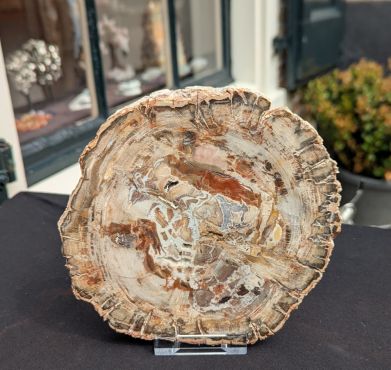 Versteend hout schijf extra kwaliteit