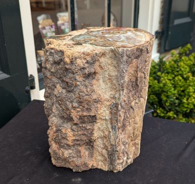 Super ruwe Versteend hout boomstam XL