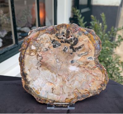 Versteend hout schijf extra kwaliteit