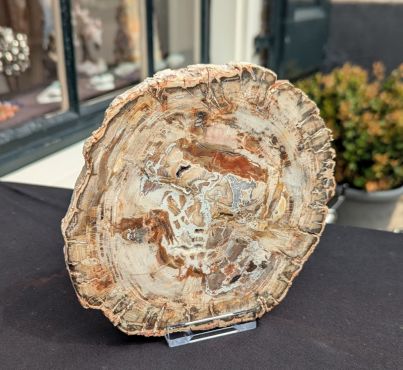 Versteend hout schijf extra kwaliteit