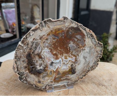 Versteend hout schijf extra kwaliteit Versteend hout schijf extra kwaliteit