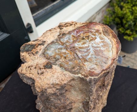 Super ruwe Versteend hout boomstam XL