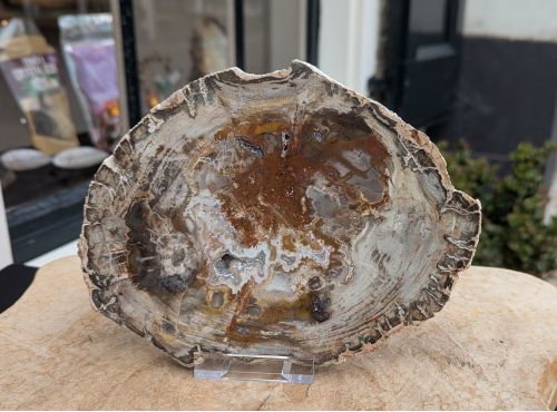 Versteend hout schijf extra kwaliteit Versteend hout schijf extra kwaliteit