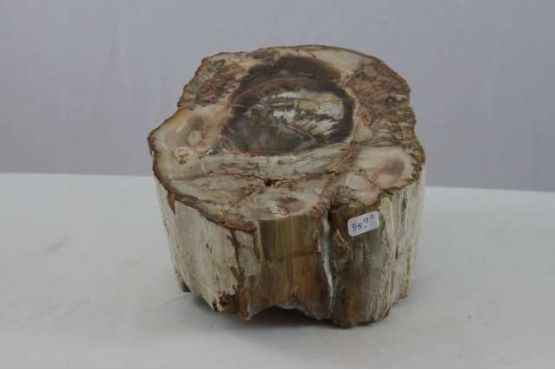 versteend hout